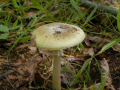 image (3)